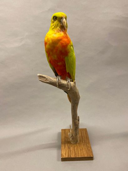 Perruche royale (Alisterus scapularis) (II/B)...