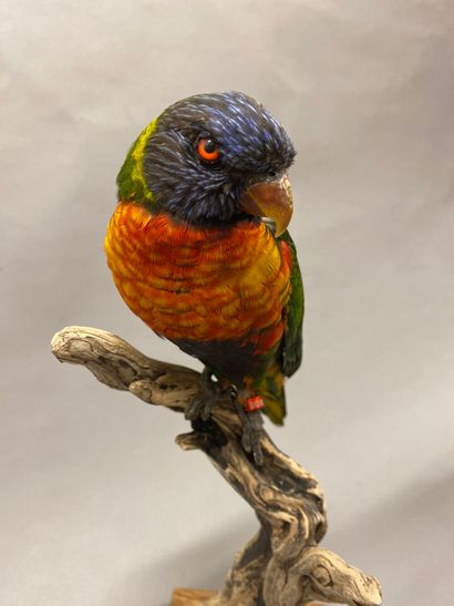 Loriquet à tête bleue (Trichoglossus haematodus)...