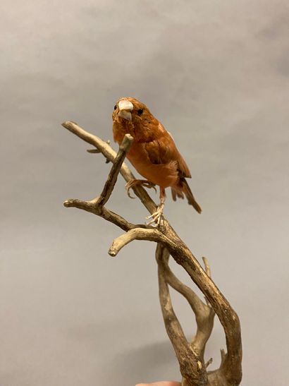 Moineau du Japon ou en synonymie Capucin...