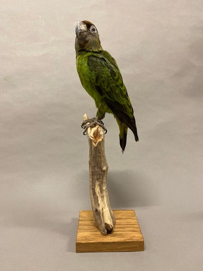 Perroquet robuste (Poicephalus robustus)...