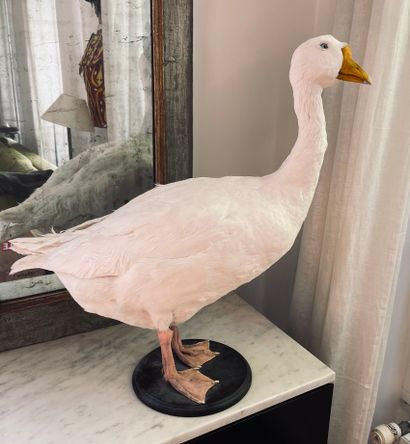 Oie blanche (anser anser domesticus) naturalisée.
H....