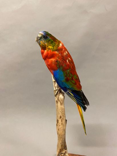 Perruche turquoisine (Neophema pulchella)...