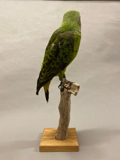 Perroquet robuste (Poicephalus robustus)...