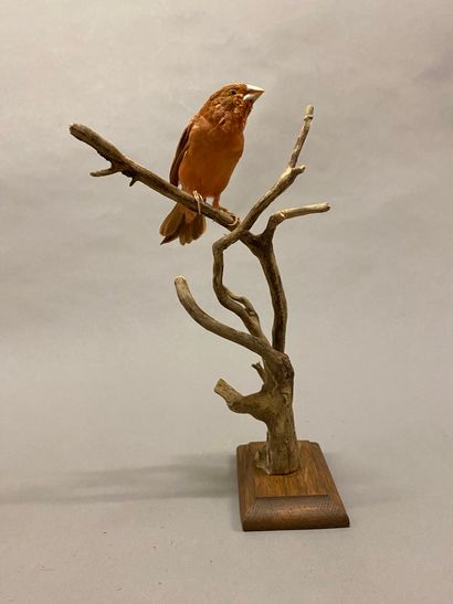Moineau du Japon ou en synonymie Capucin...