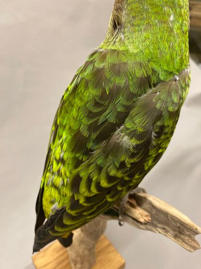 Perroquet robuste (Poicephalus robustus)...