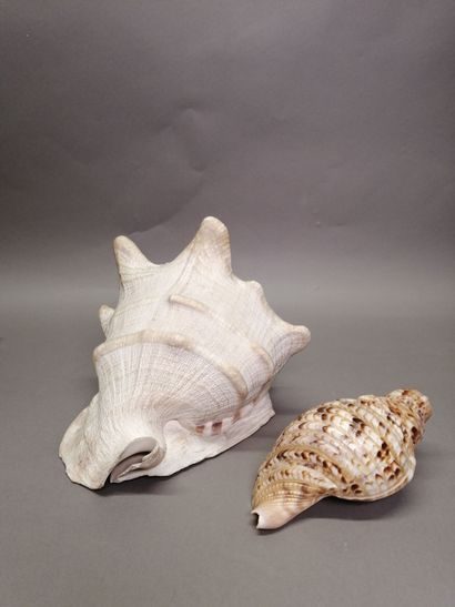 French West Indies. Set of two marine conchs:...