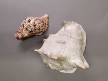 French West Indies. Set of two marine conchs:...