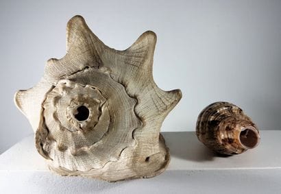 French West Indies. Set of two marine conchs:...