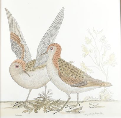 Monbaly Dayelle DE TERRONBLAN (XXe siècle),...