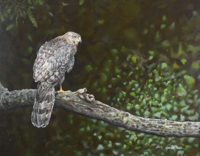 Georges ROSSI (born 1957)
The sparrowhawk
Oil...