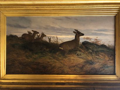 August Friedrich SCHENCK (1828-1901)
Deer...
