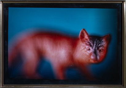 Larry GIANETTINO (1956-2002)
Walking cat...