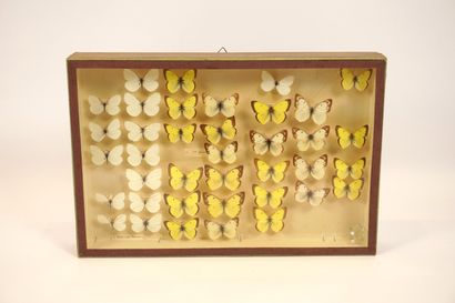 Butterfly box. H 26cm x 39cm