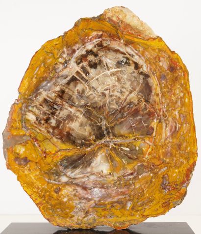 Minéraux et décoration. Tranche d'arbre fossilisé,...