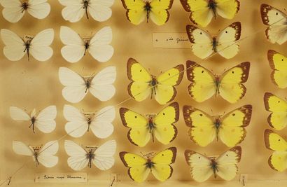 Butterfly box. H 26cm x 39cm