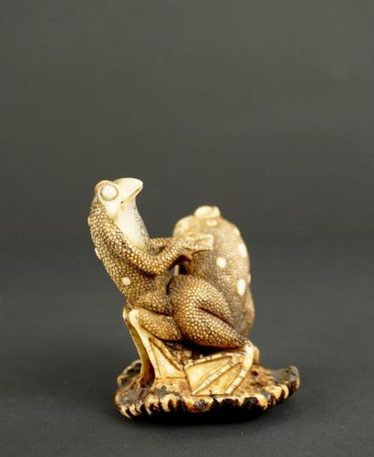 NETSUKE. Corne. Japon, 1900. 
Grenouilles...