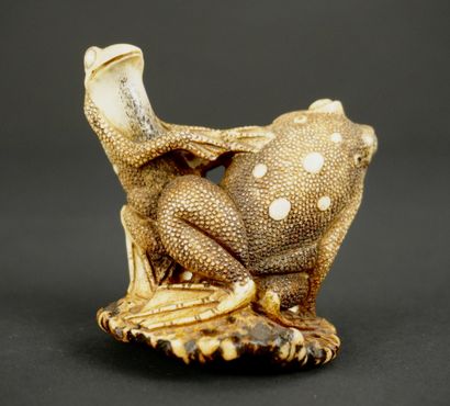 NETSUKE. Corne. Japon, 1900. 
Grenouilles...
