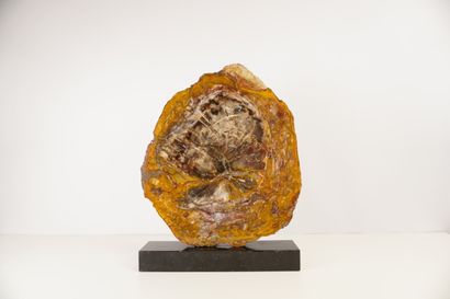 Minéraux et décoration. Tranche d'arbre fossilisé,...
