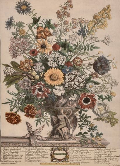 Trois reproductions de gravures de fleurs....