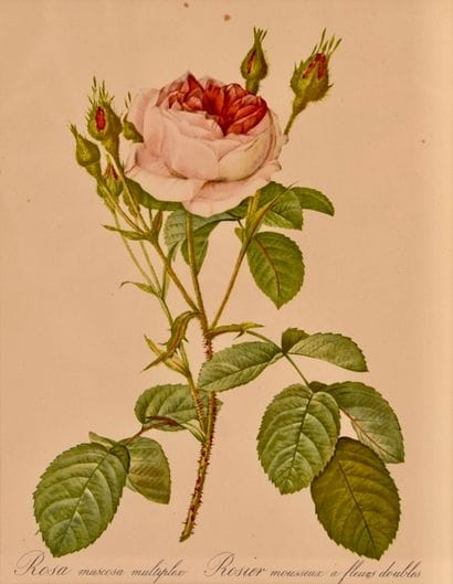 Trois reproductions de gravures de fleurs....