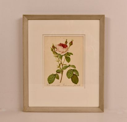 Trois reproductions de gravures de fleurs....