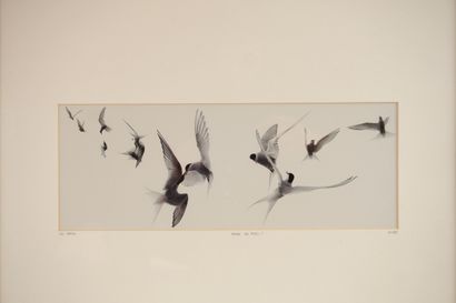 Luc HARDY. Titrée 