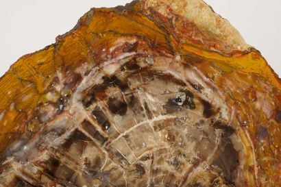 Minéraux et décoration. Tranche d'arbre fossilisé,...