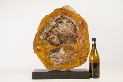 Minéraux et décoration. Tranche d'arbre fossilisé,...