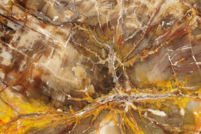 Minéraux et décoration. Tranche d'arbre fossilisé,...