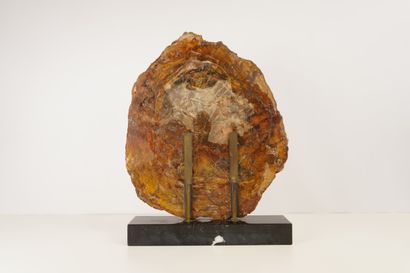 Minéraux et décoration. Tranche d'arbre fossilisé,...