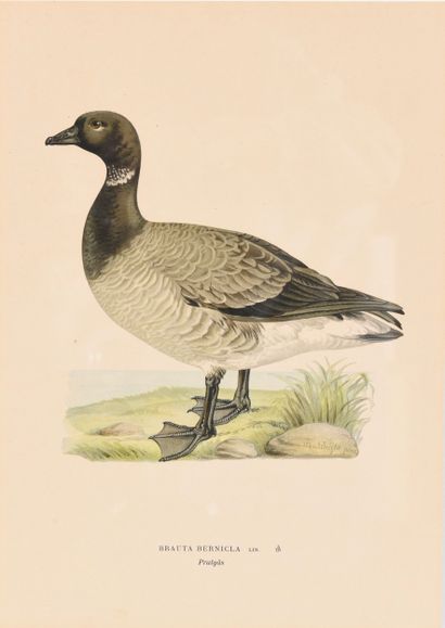 Pair of Engravings under Plexiglas. Inv 24002-21....