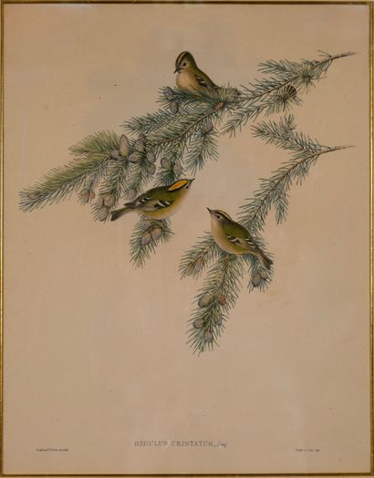 Engraving N°Inv: 24002-26.
Birds on a branch.
Titled:...