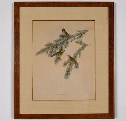 Engraving N°Inv: 24002-26.
Birds on a branch.
Titled:...