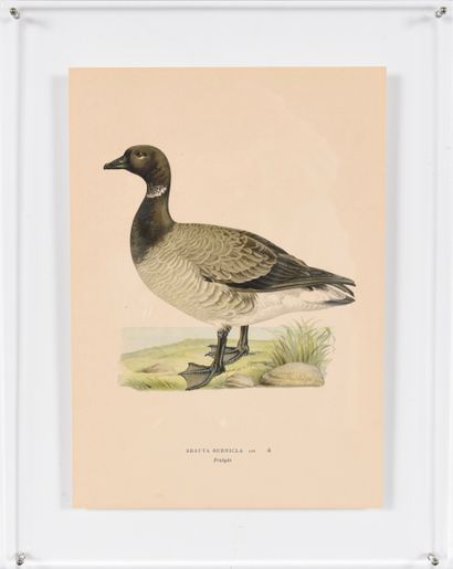 Pair of Engravings under Plexiglas. Inv 24002-21....