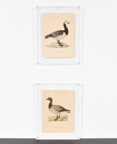 Pair of Engravings under Plexiglas. Inv 24002-21....