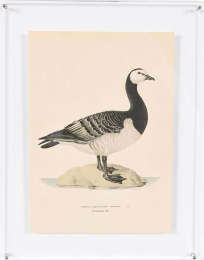 Pair of Engravings under Plexiglas. Inv 24002-21....