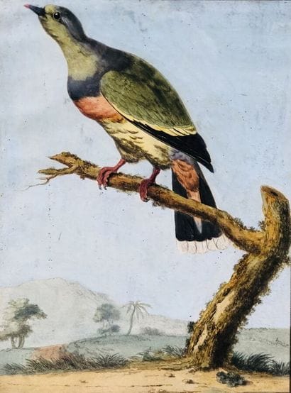 HONDEKOETER Melchior de ( 1636 / 1695 ),...