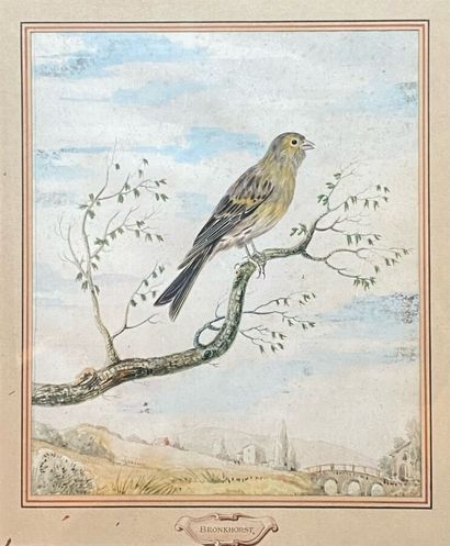 BRONCKHORST Ecole du nord 18è siècle.
Oiseau...
