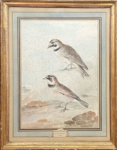 SCHOUMAN Eart ( 1710 / 1792 )
Deux oiseaux.
Aquarelle...