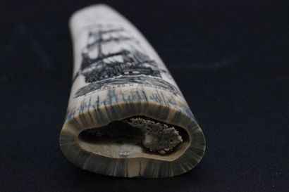 Scream show in marine ivory. L 20.5 cm