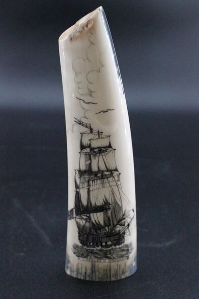 Scream show in marine ivory. L 20.5 cm
