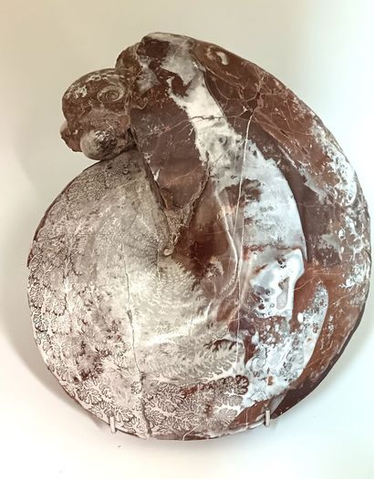 Ammonite of the genus Lytoceras
Triassic...