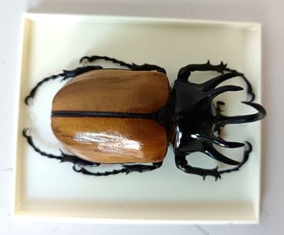 Magnificent Dinaste Eupatorus Gracilicornis...