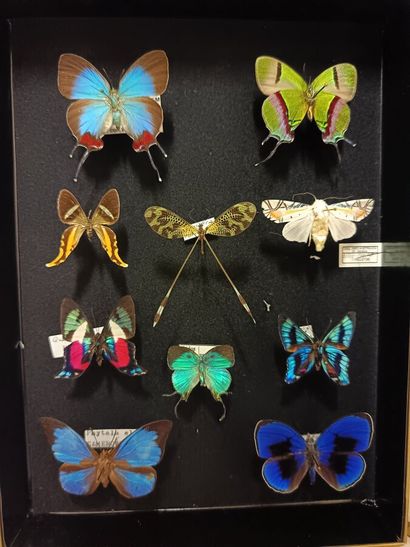Remarkable composition of 10 butterflies,...