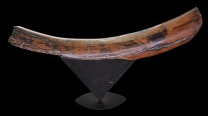 Specimen: Mammuthus primigenius
Location:...