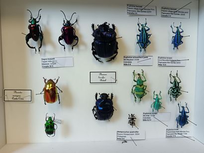 Beautiful composition of beetles and weevils,...