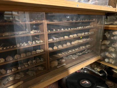 Very important lot of shells and paleonthological...