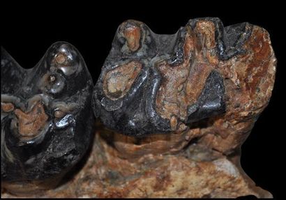 Specimen: Gomphotherium angustidens
Location:...