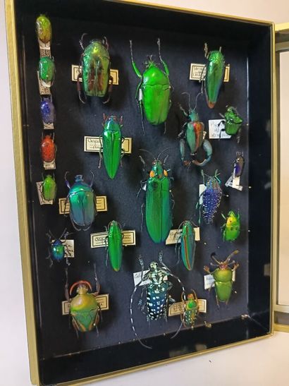 Superb composition of iridescent beetles...
