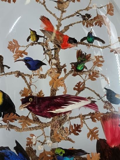 Bird globe (Diorama) 
(58x42cm) depth 20cm...